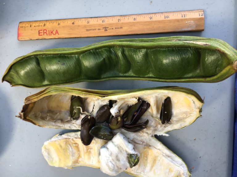 Hawaii Grown Fruit of the Month Ice Cream Bean » Conscious Maui