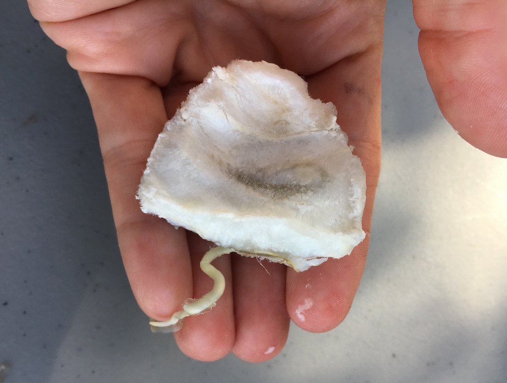 Hawaii Grown Fruit of the Month Ice Cream Bean » Conscious Maui