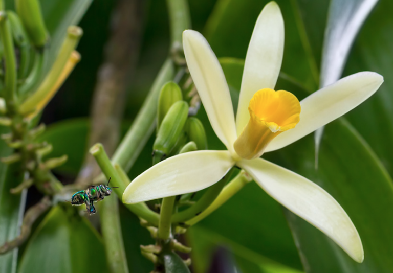 The Vanilla Bee and Vanilla in Maui & Hawaii » Conscious Maui