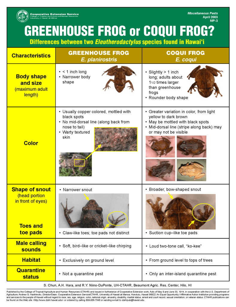 Maui Invasive Species Coqui Frog » Conscious Maui